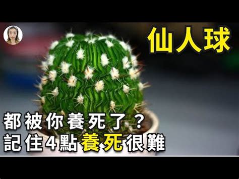 仙人掌怎樣算死掉|【仙人掌怎樣算死掉】仙人掌怎樣算死掉？必看 5 大徵兆才能養好。